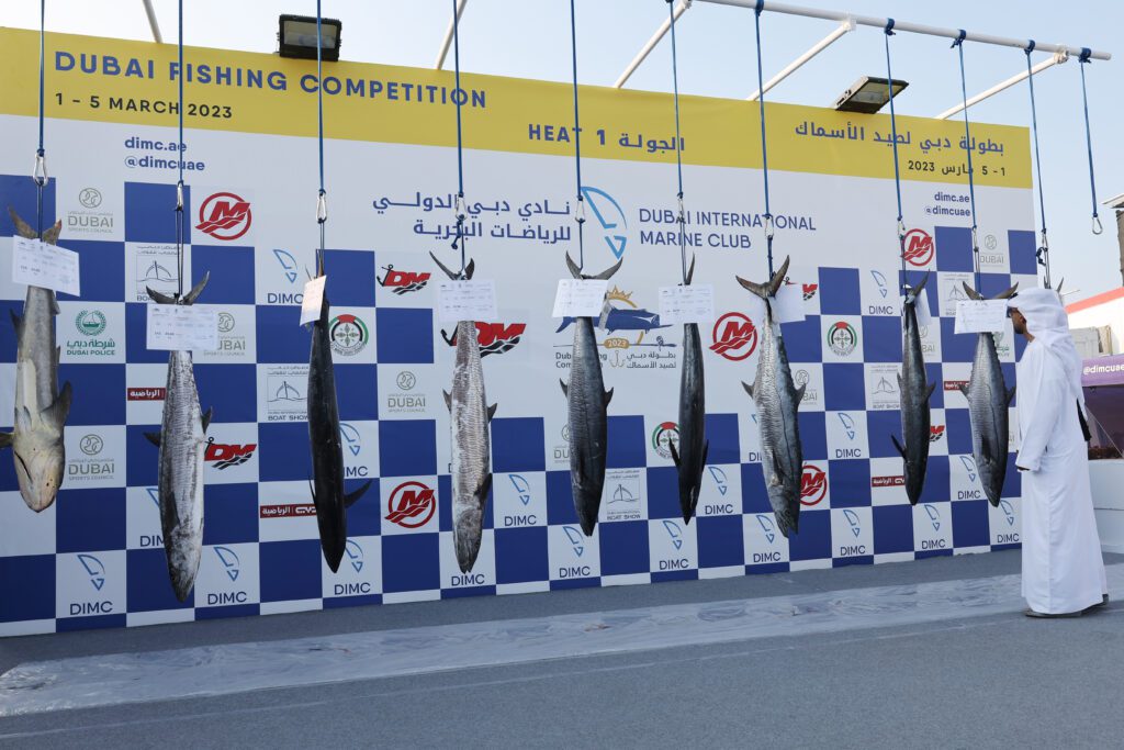 Fish hanging at the weigh-in for the Dubai Fishing Competition.